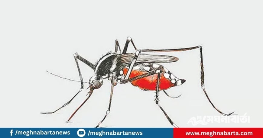 দাউদকান্দিতে ২৪ ঘণ্টায় ডেঙ্গুতে আরও ৬৫ জন আক্রান্ত