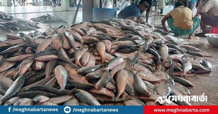 সাগরে এক ট্রলারের জালে ধরা পড়েছে ৬১ মণ ইলিশ, বিক্রি ৩৩ লাখ টাকায়