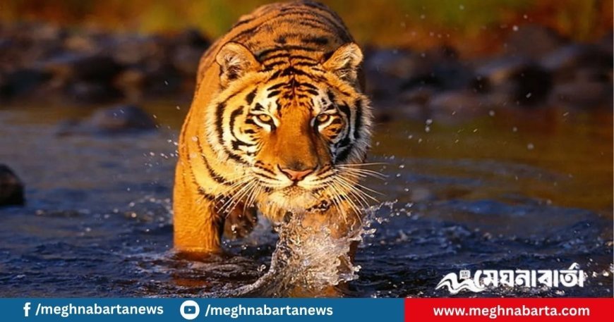 আাজ বিশ্ব বাঘ দিবস