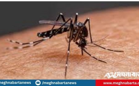 ডেঙ্গুতে আরও একজনের মৃত্যু, হাসপাতালে ভর্তি ২০৯