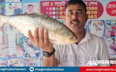 পদ্মার এক ইলিশ বিক্রি হলো সাড়ে ১২ হাজার টাকায়