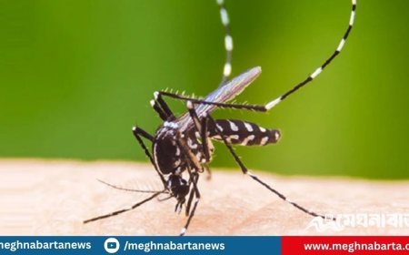 ডেঙ্গুতে ৩ জনের মৃত্যু, হাসপাতালে ভর্তি ৪২৮