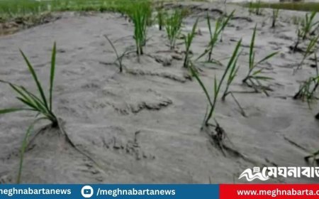 তিস্তার বন্যায় কৃষকের স্বপ্ন ভাসছে অনিশ্চয়তার অথৈ জলে