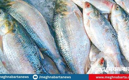 ভরা মৌসুমেও ইলিশের আকাল