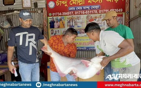 পদ্মা নদীর এক পাঙাশ বিক্রি হলো ৬৭ হাজার টাকায়
