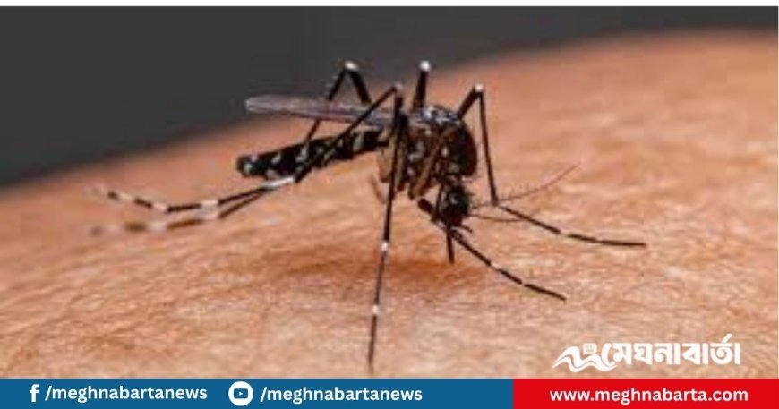 ডেঙ্গুতে আরও একজনের মৃত্যু, হাসপাতালে ভর্তি ২০৯