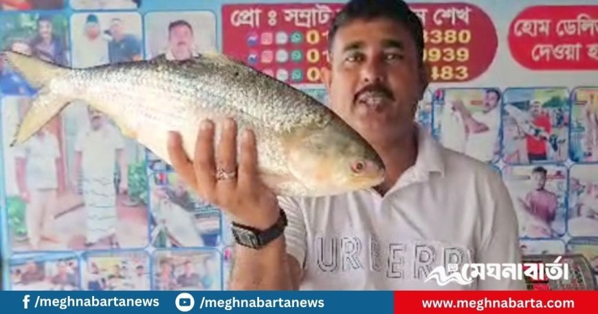 পদ্মার এক ইলিশ বিক্রি হলো সাড়ে ১২ হাজার টাকায়