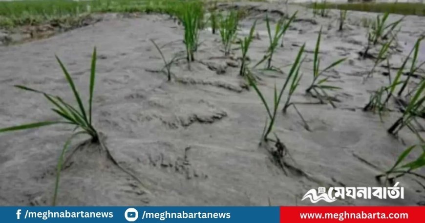তিস্তার বন্যায় কৃষকের স্বপ্ন ভাসছে অনিশ্চয়তার অথৈ জলে