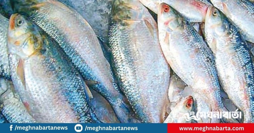 ভরা মৌসুমেও ইলিশের আকাল