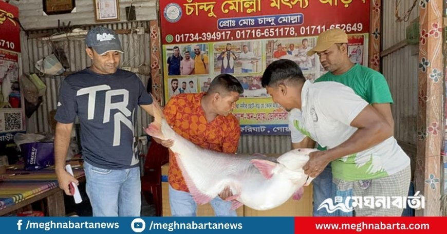 পদ্মা নদীর এক পাঙাশ বিক্রি হলো ৬৭ হাজার টাকায়