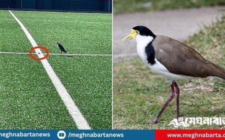 পাখি ডিম পেড়েছে, তাই এক মাস স্টেডিয়াম বন্ধ
