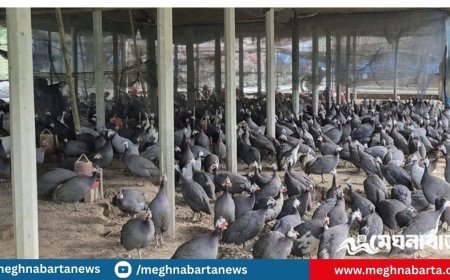 কটিয়াদীতে চীনা মুরগির খামারে সফলতা, বছরে আয় প্রায় ১২ লাখ টাকা