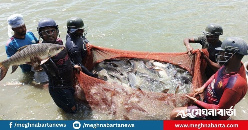 যে খামারে হেলমেট পরে মাছ ধরেন জেলেরা