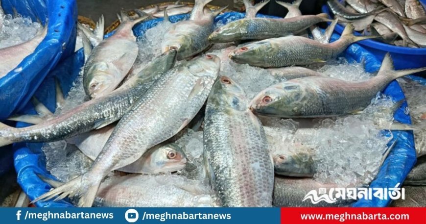 ভারতে যাচ্ছে ১২০০ টন ইলিশ, প্রতি কেজির দাম কত?