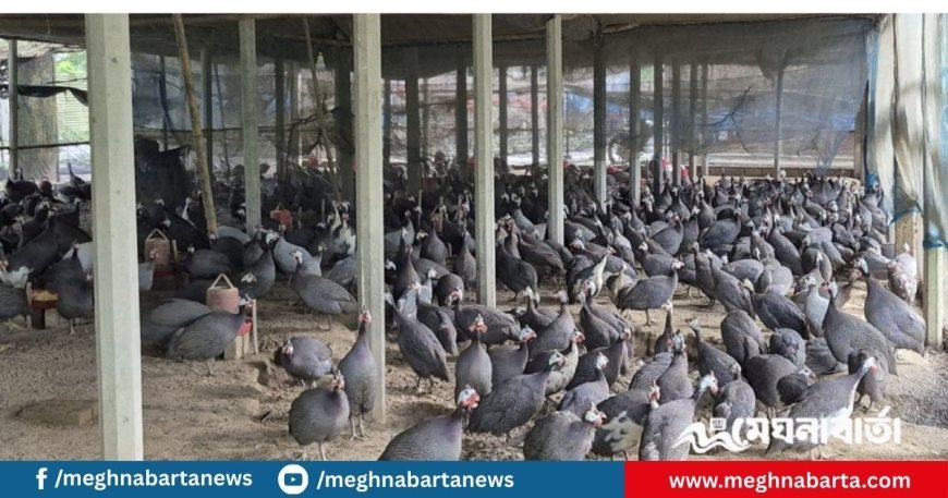 কটিয়াদীতে চীনা মুরগির খামারে সফলতা, বছরে আয় প্রায় ১২ লাখ টাকা