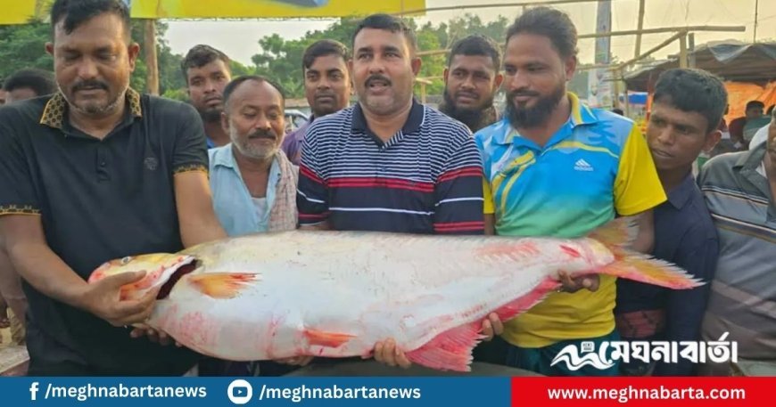 এক ঢাই মাছ বিক্রি হলো ১ লাখ ৪ হাজারে