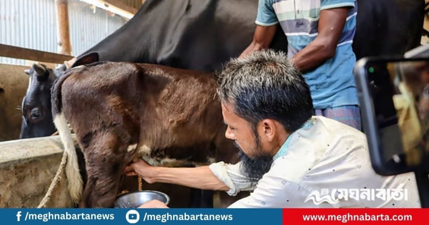 কিশোরগঞ্জে ১৮ দিনের বকনা বাছুর প্রতিদিন আধা লিটার দুধ দিচ্ছে