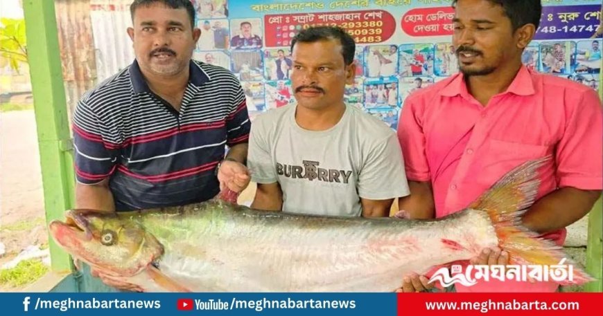 পদ্মার এক ঢাই মাছ প্রায় অর্ধলাখ টাকায় বিক্রি
