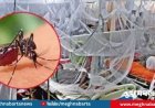 ডেঙ্গুতে আরও ৪ জনের মৃত্যু, মোট প্রাণহানি ২৫৩