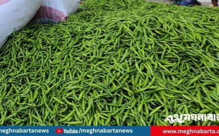 কাঁচা মরিচের দাম আবার ৩০০ টাকা ছাড়াল