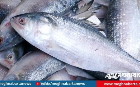 ইলিশ রক্ষায় অভিযান, প্রথমদিনেই ২২০ টন জব্দ