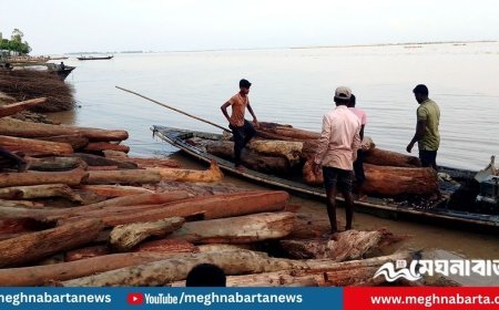 ‘লাল চন্দন’ ভেবে বিক্রি হচ্ছে নদীতে ভেসে আসা কাঠের গুঁড়ি