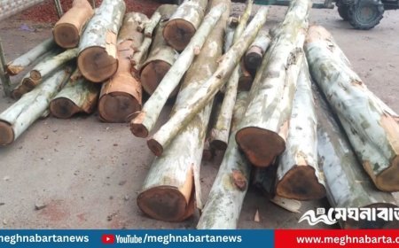 রাতে সরকারি রাস্তার গাছ কেটে সাবাড়