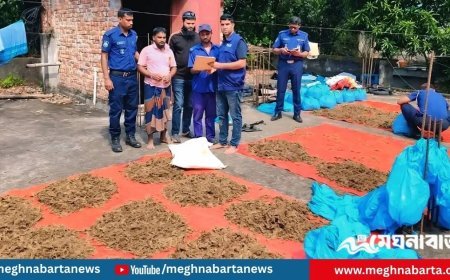 ইউপি সদস্যের বাড়ির ছাদে শুকানো হচ্ছিল গাঁজা, গ্রেপ্তার ১