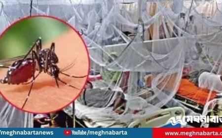 ডেঙ্গুতে আরও ৪ জনের মৃত্যু, মোট প্রাণহানি ২৫৩