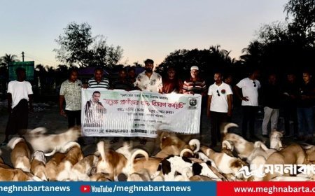 সেন্টমার্টিনে অভুক্ত প্রাণীর পাশে অ্যানিমেল ওয়েলফেয়ার অ্যাসোসিয়েশন