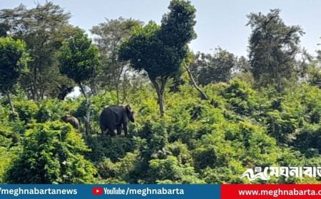 কাপ্তাই হ্রদে মৃত শাবকের পাশে ছয় দিন দাঁড়িয়ে ছিল মা হাতি