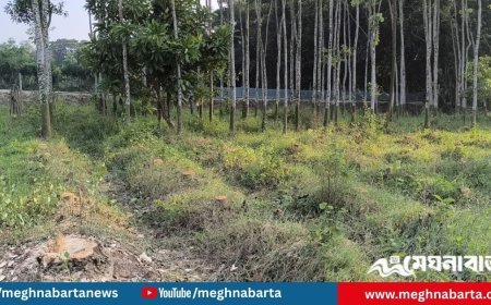 স্কুল প্রতিষ্ঠার নামে কৃষকের জমি দখল ও ১৭৫টি গাছ কাটার অভিযোগ