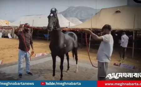 ঘোড়ার দাম ১৫ কোটি, মহিষের ২৩ কোটি! রাজস্থানের পুসকার মেলায় চমকপ্রদ গবাদিপশু প্রদর্শনী