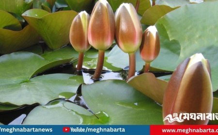 ইসির প্রতীক তালিকায় যুক্ত হলো ‘শাপলা কলি’