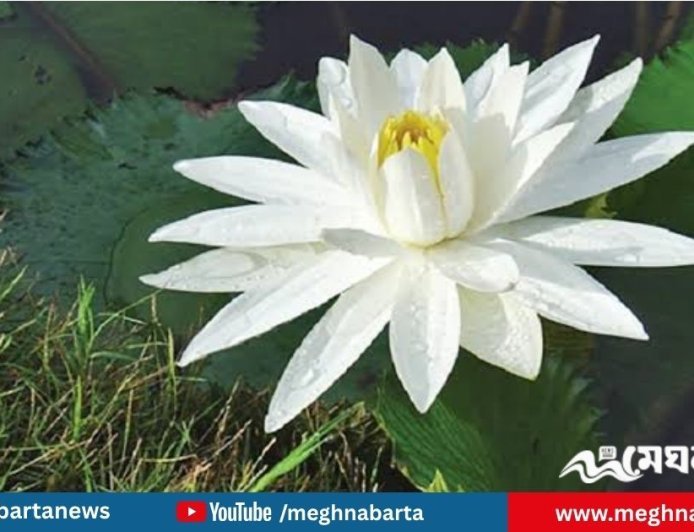 গ্রাম ছাড়িয়ে শহরেও বাড়ছে পুষ্টিগুণে ভরপুর শাপলার কদর