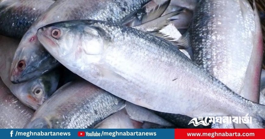 ইলিশ রক্ষায় অভিযান, প্রথমদিনেই ২২০ টন জব্দ