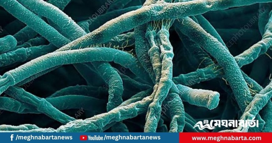 অ্যানথ্রাক্স প্রতিরোধে সমন্বিত কার্যক্রম শুরু