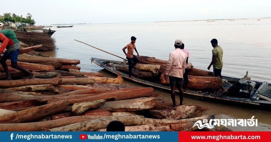 ‘লাল চন্দন’ ভেবে বিক্রি হচ্ছে নদীতে ভেসে আসা কাঠের গুঁড়ি