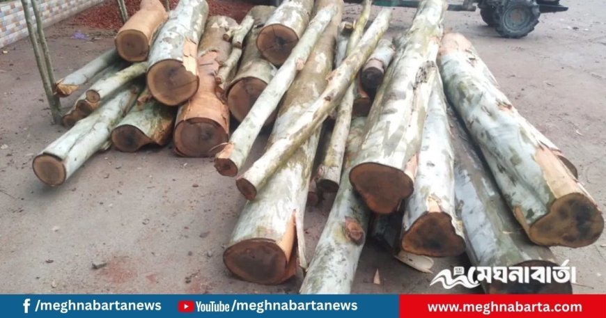 রাতে সরকারি রাস্তার গাছ কেটে সাবাড়
