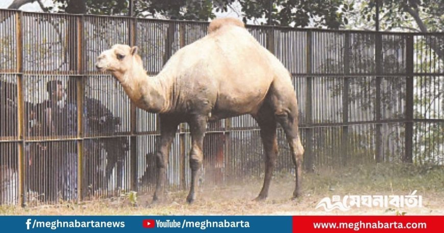 জাতীয় চিড়িয়াখানায় ৬১ প্রাণী মৃত্যুর প্রহর গুনছে