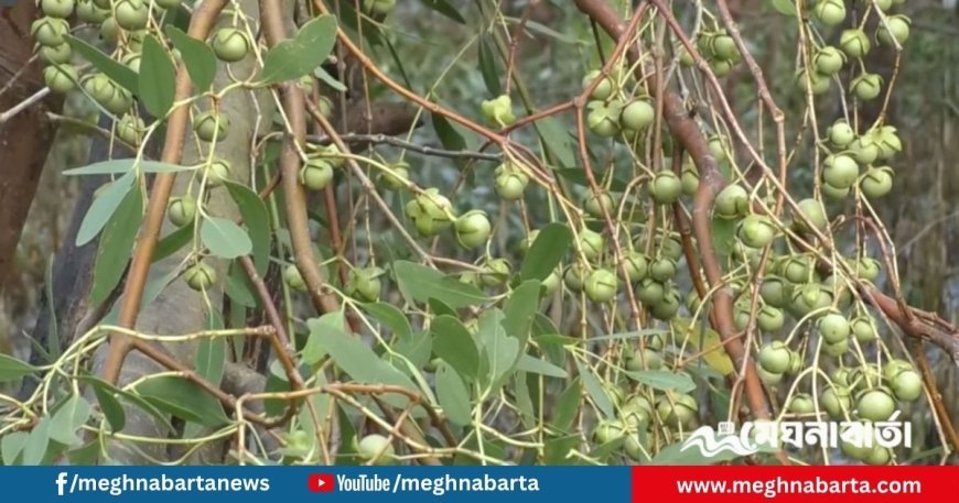 সুন্দরবনের কেওড়া ফল দিয়ে তৈরি হচ্ছে আচার-চাটনি, স্বাবলম্বী হচ্ছেন উপকূলের নারীরা