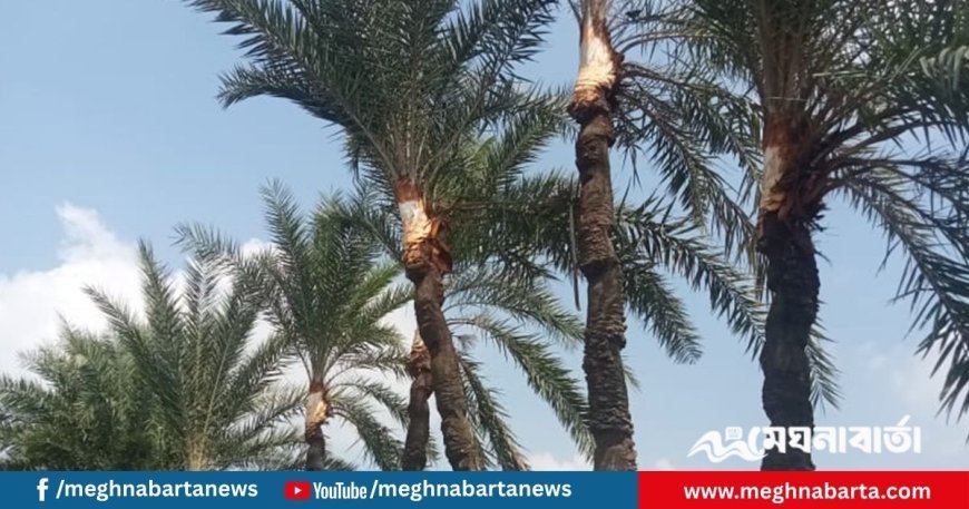 ব্যস্ত সময় পার করছেন যশোরের গাছিরা