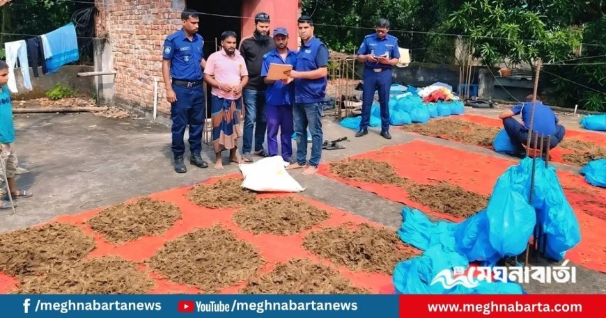 ইউপি সদস্যের বাড়ির ছাদে শুকানো হচ্ছিল গাঁজা, গ্রেপ্তার ১