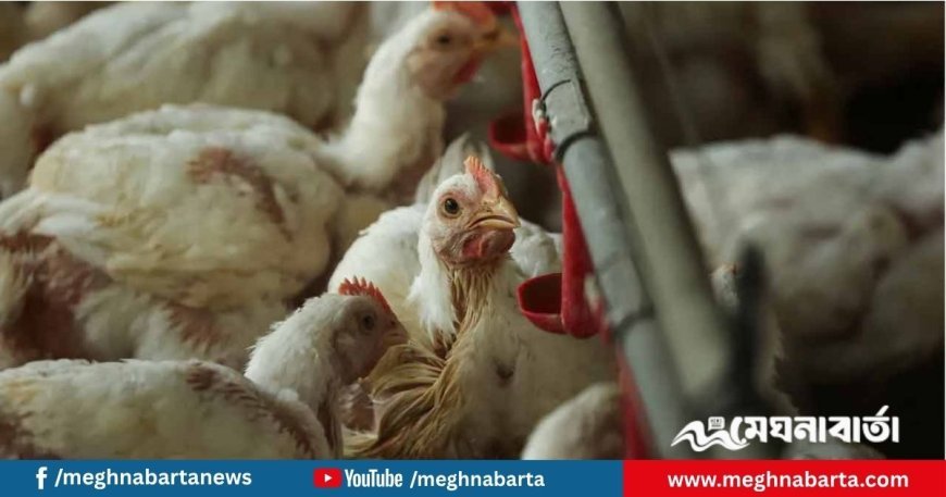 ইউরোপজুড়ে বার্ড ফ্লুর নতুন ঢেউ, দেশে দেশে পোলট্রি খামার লকডাউন