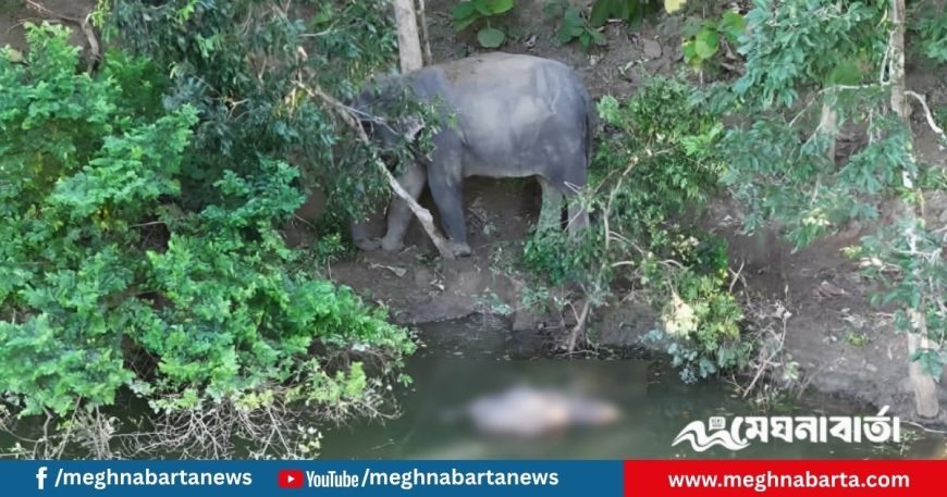 কাপ্তাই হ্রদ থেকে ৬ দিন পর সেই হাতিশাবকের মরদেহ উদ্ধার