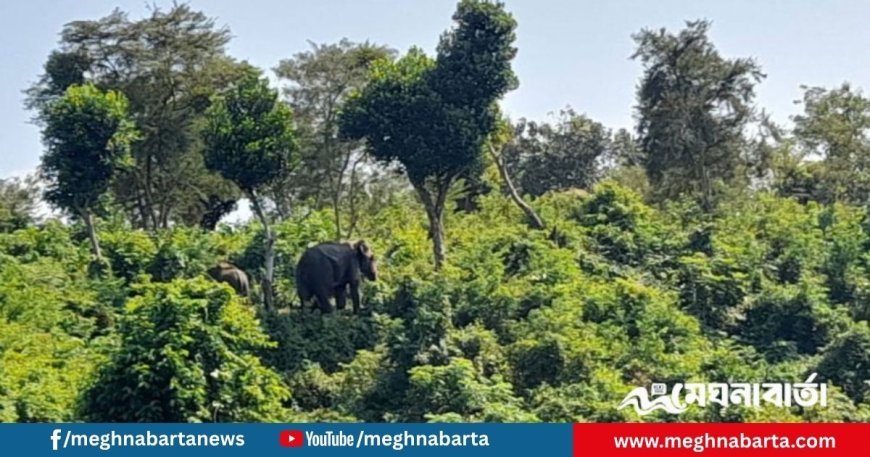 কাপ্তাই হ্রদে মৃত শাবকের পাশে ছয় দিন দাঁড়িয়ে ছিল মা হাতি