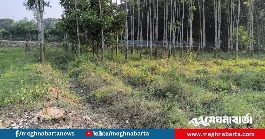 স্কুল প্রতিষ্ঠার নামে কৃষকের জমি দখল ও ১৭৫টি গাছ কাটার অভিযোগ