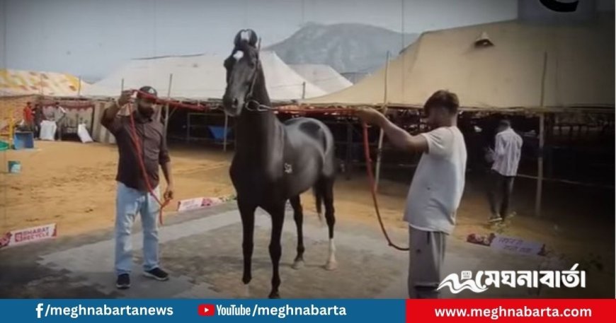ঘোড়ার দাম ১৫ কোটি, মহিষের ২৩ কোটি! রাজস্থানের পুসকার মেলায় চমকপ্রদ গবাদিপশু প্রদর্শনী