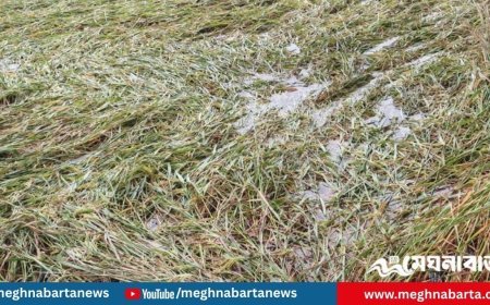 অসময়ের বৃষ্টিতে রোপা আমনের সর্বনাশ