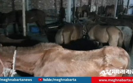 গাজীপুরে ফের ঘোড়ার ৫ মণ মাংসসহ জীবিত উদ্ধার ৩৭ ঘোড়া